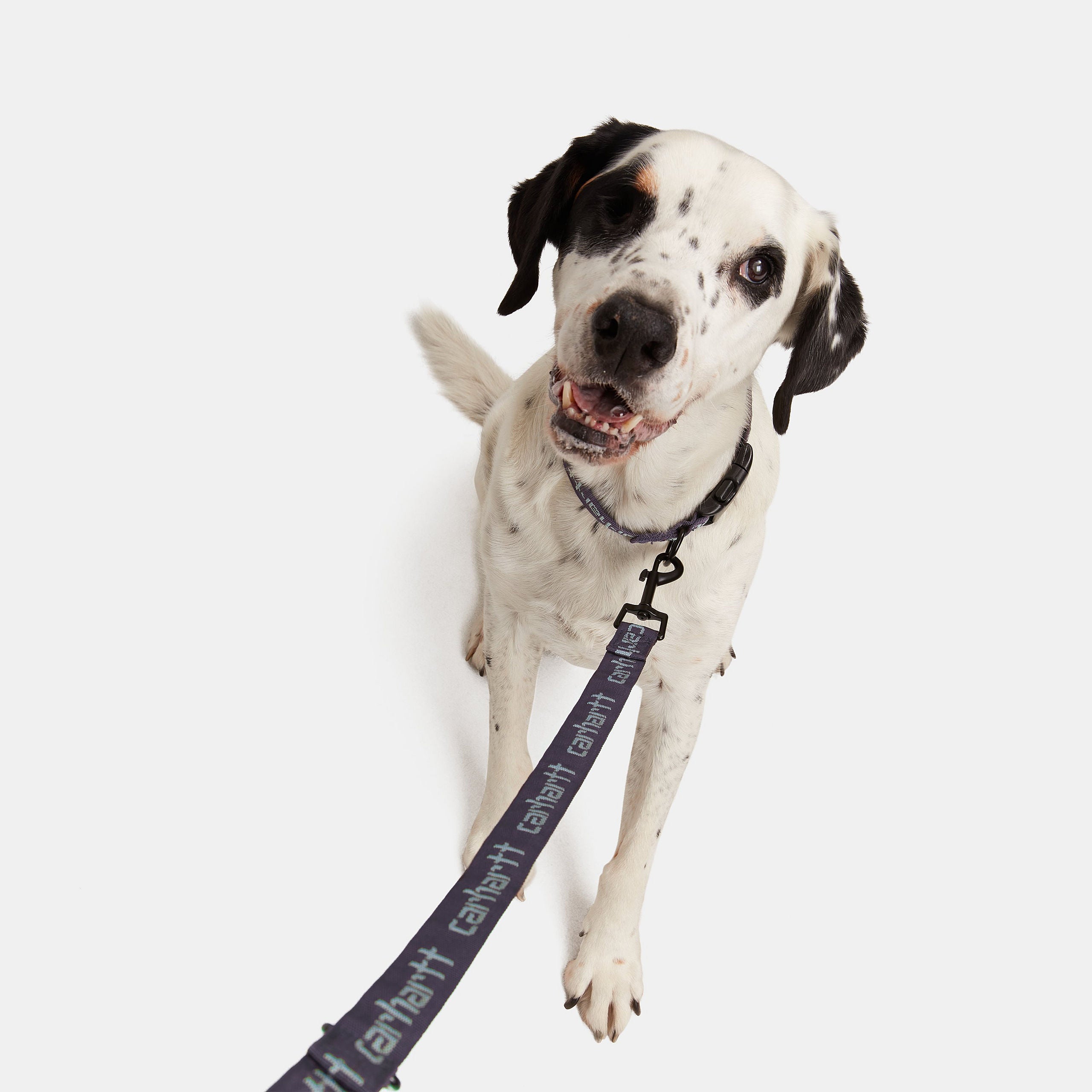 SCRIPT DOG LEASH & COLLAR - Artichoke / Misty Sage